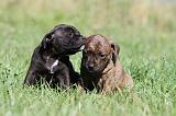 STAFFIE 069